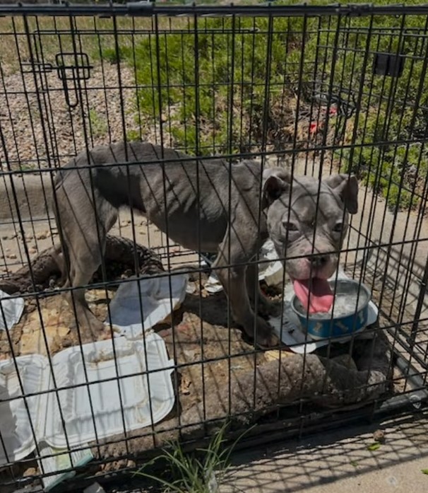 dog with tongue out in a cage
