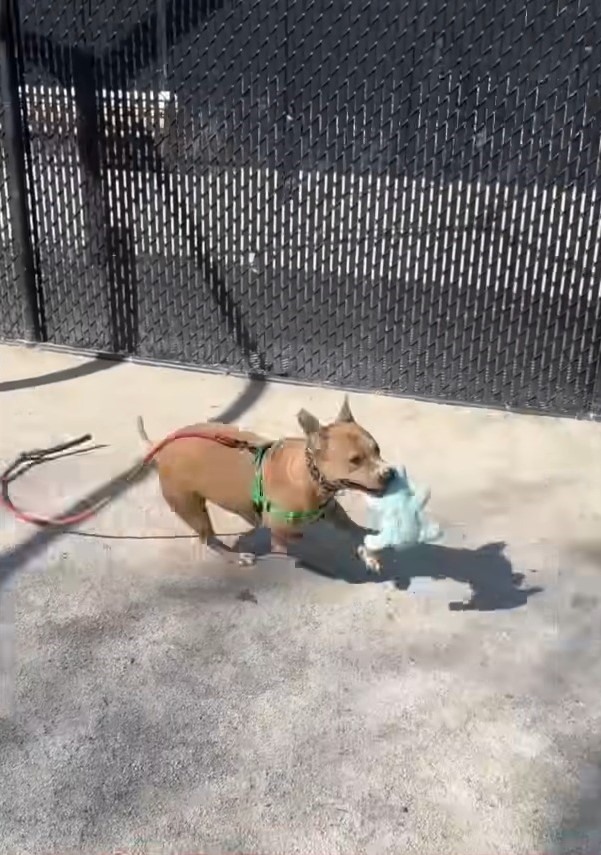 dog with toy in mouth