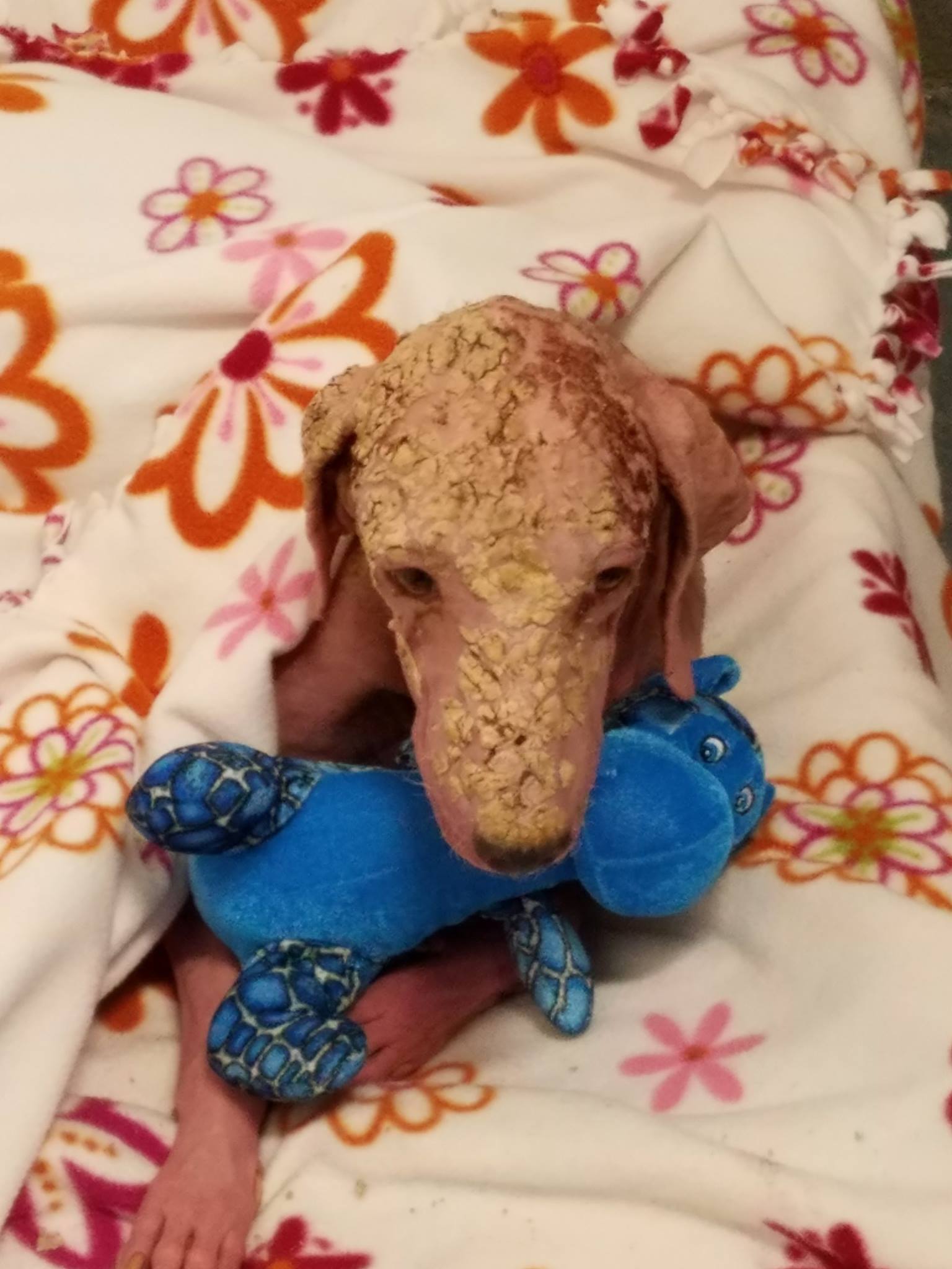 dog with toy in mouth