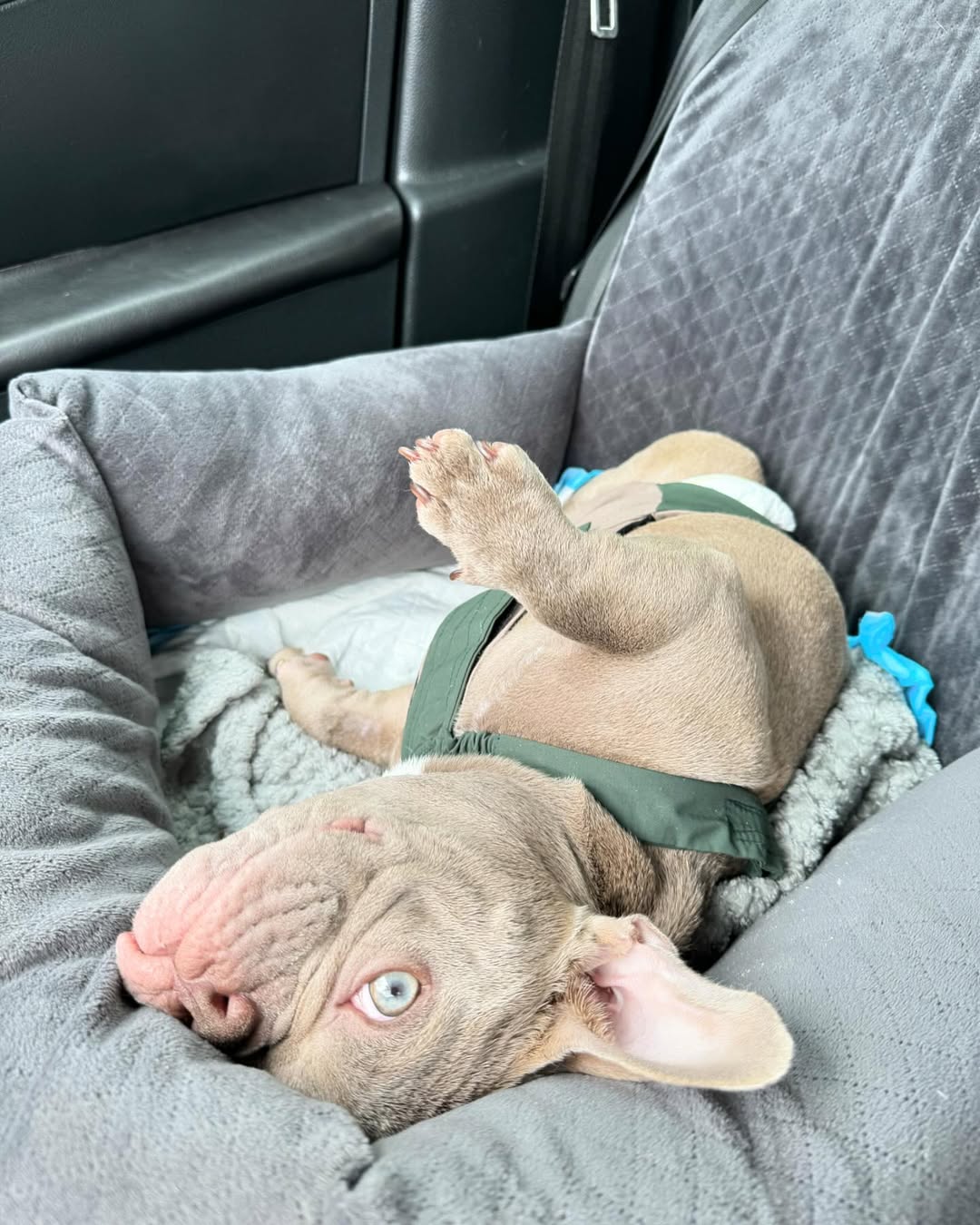 dog with twisted legs