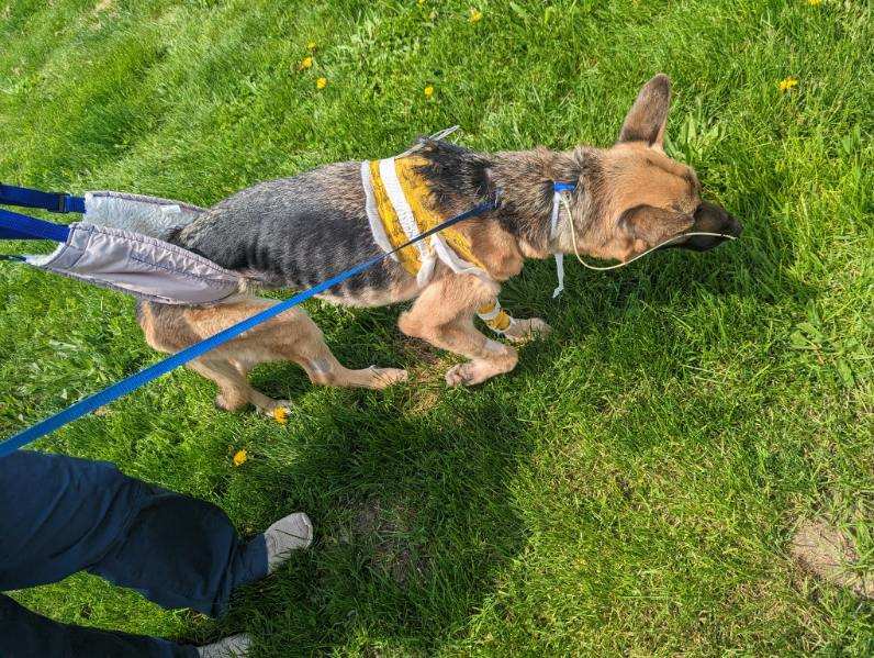 dog with walking aid