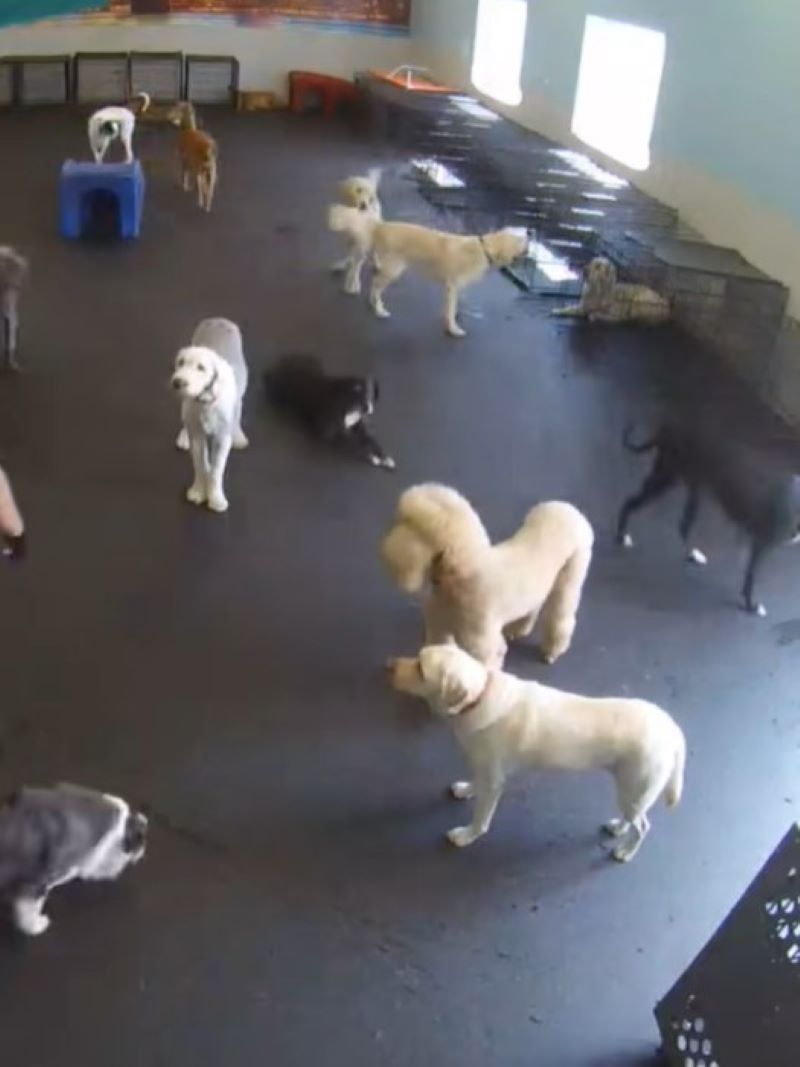 dogs in room