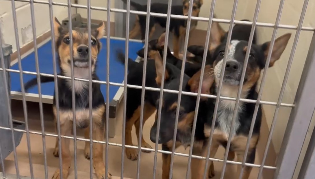 dogs in shelter