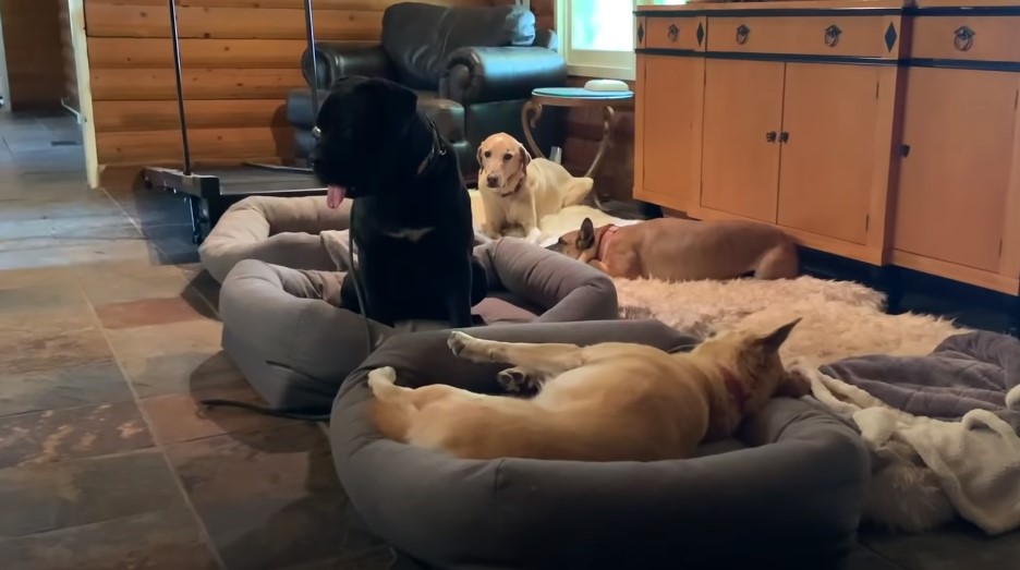 dogs laying in house