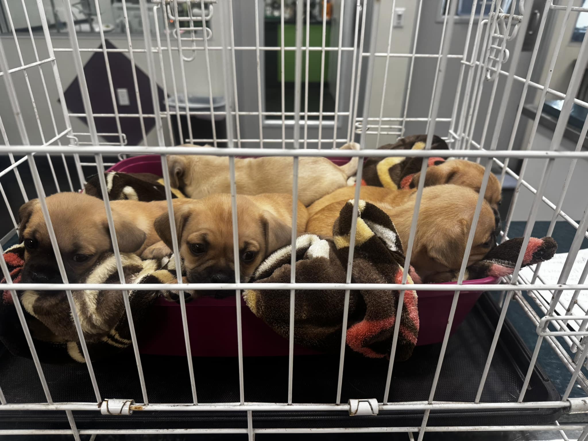 five brown puppies in a cage