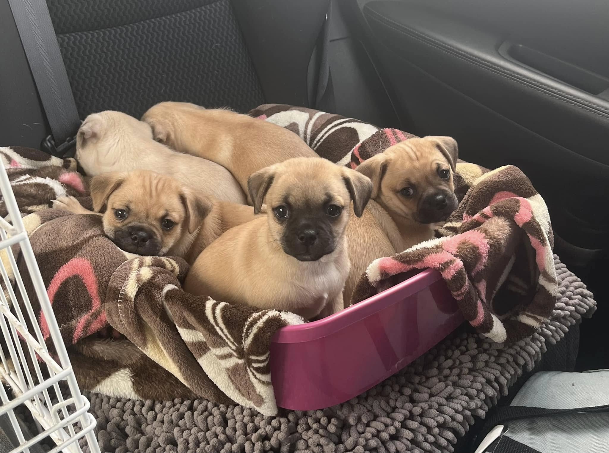 five puppies are lying on a pillow in the car