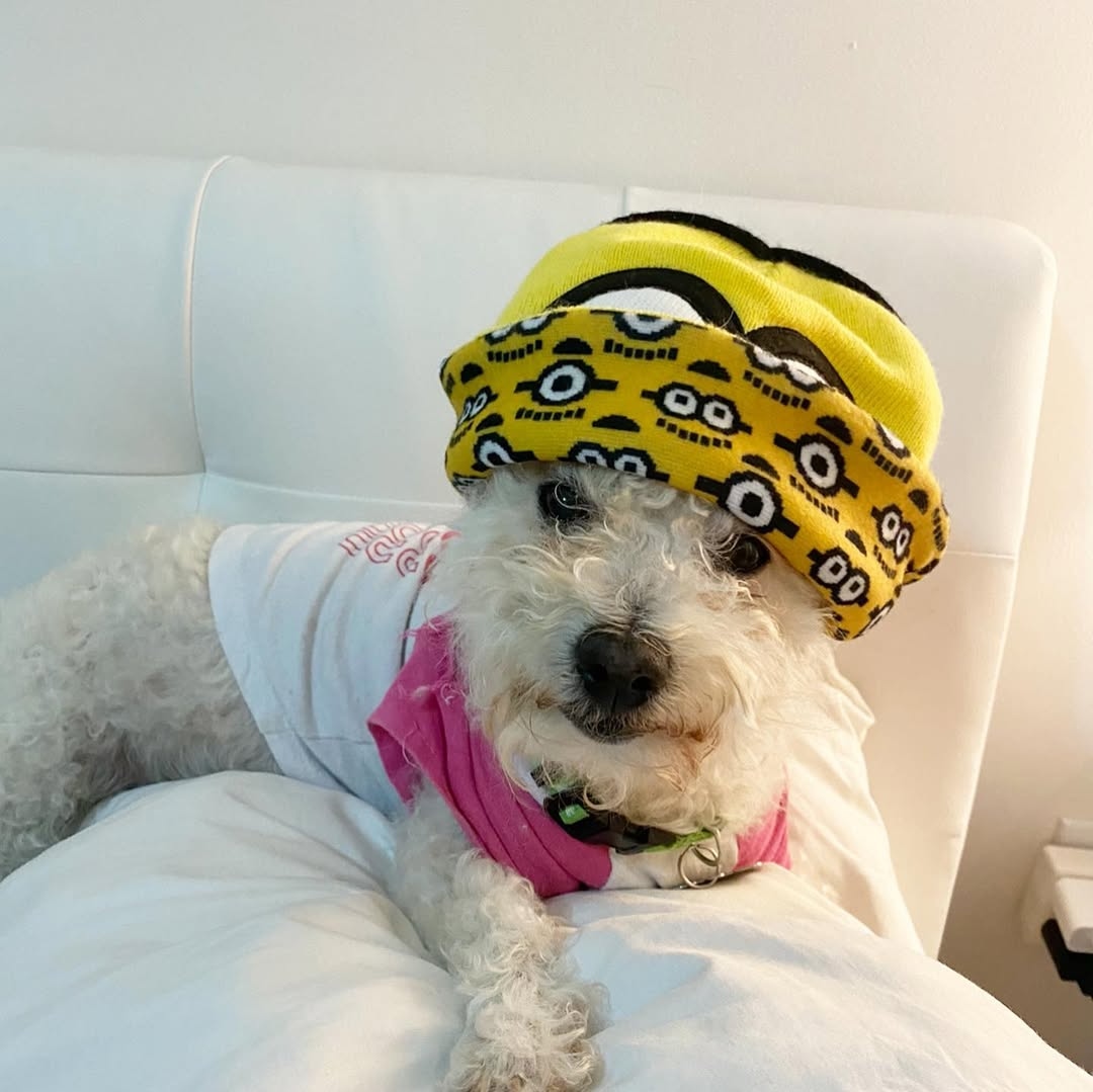 fluffy dog with clothes on