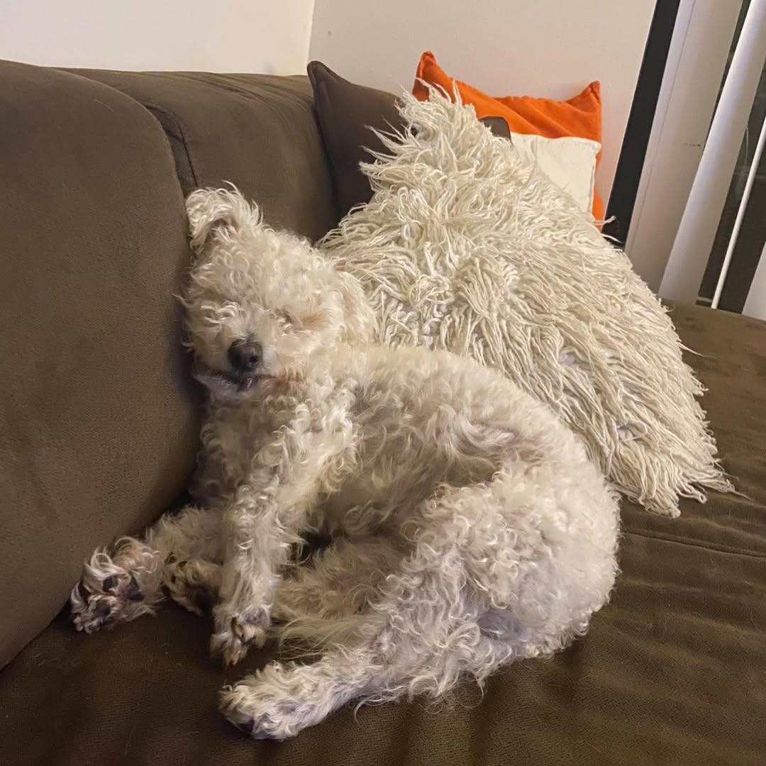 fluffy dog with pillow