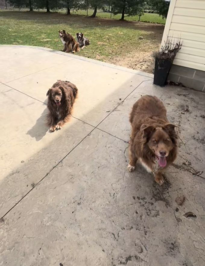 four dogs in garden