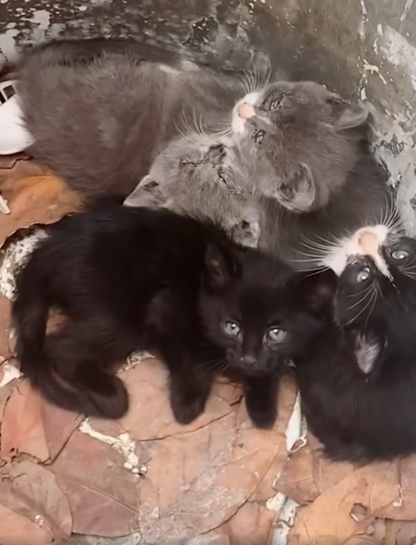 four kittens