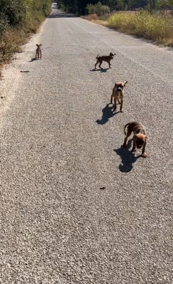 four puppies on road
