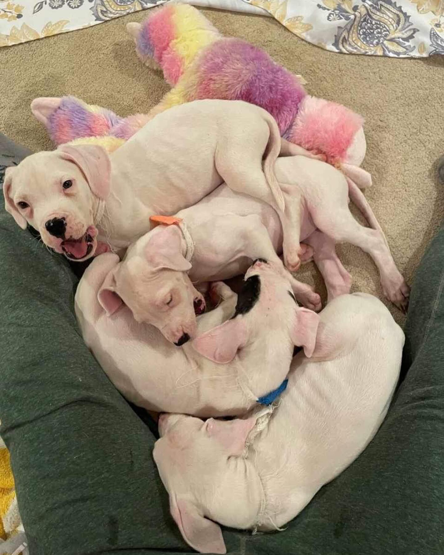 four sweet white puppies