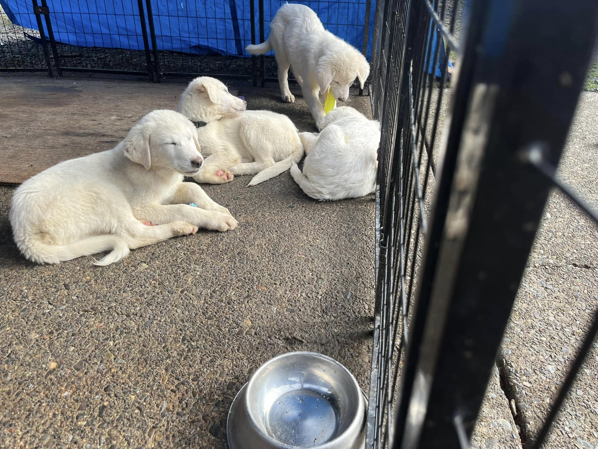four white puppies