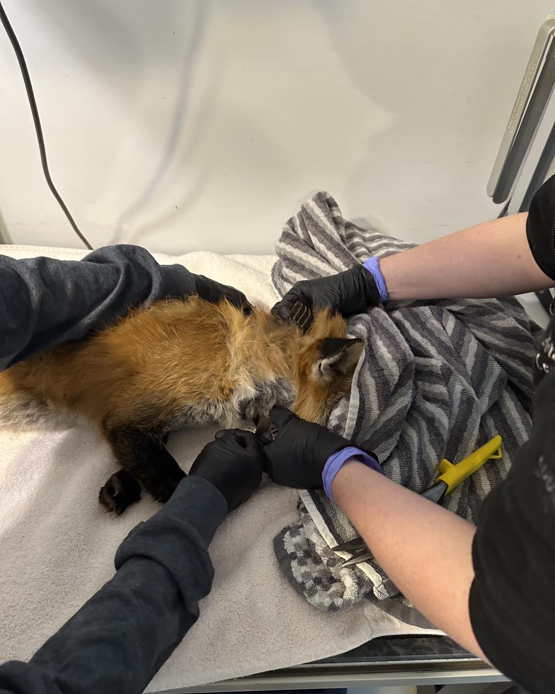 fox at vets