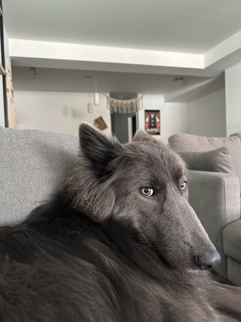 giant gray dog