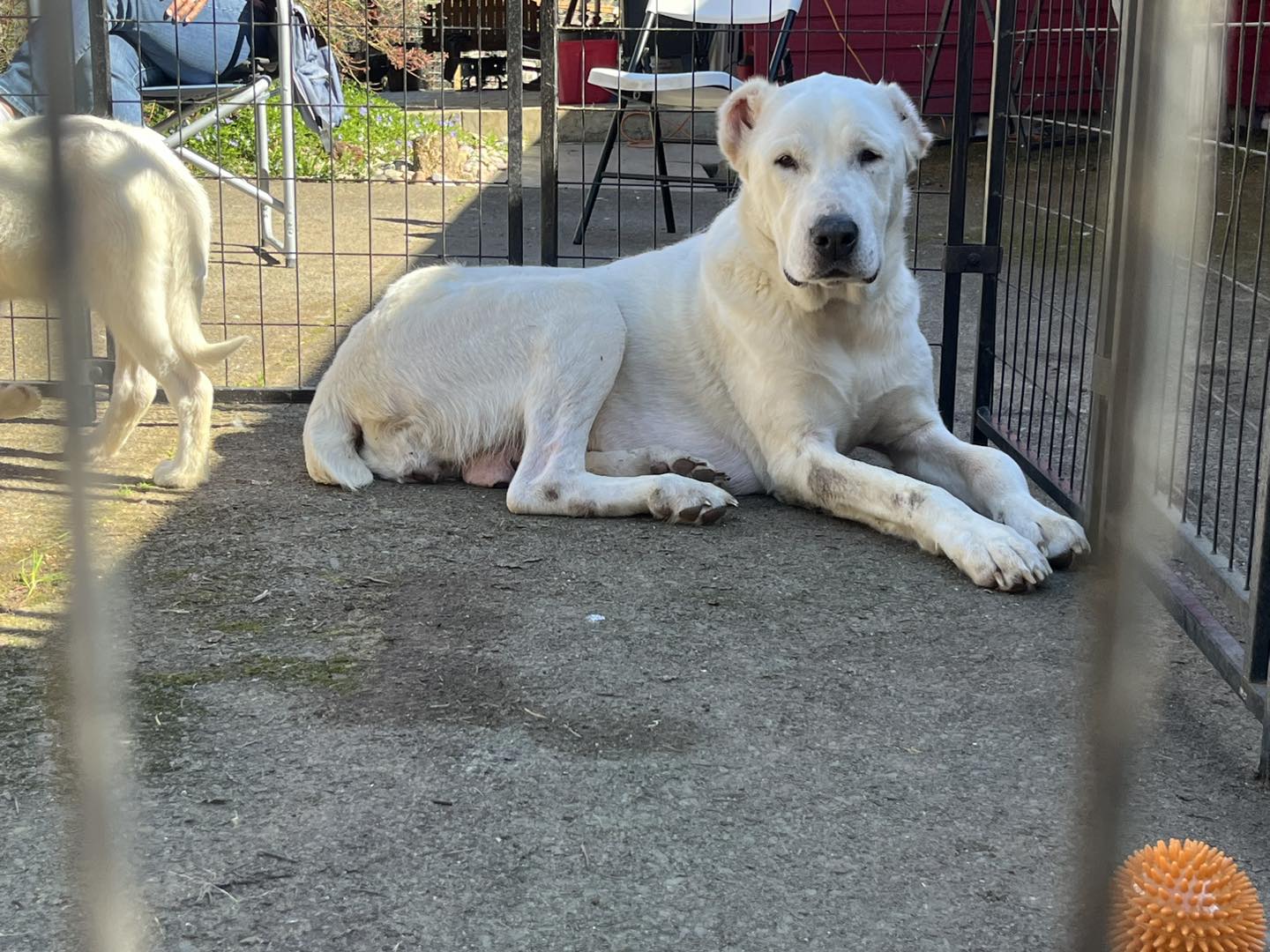 giant white mother dog