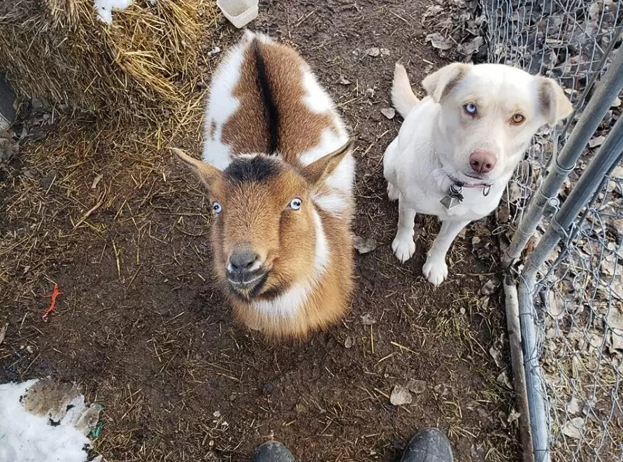 goat and dog