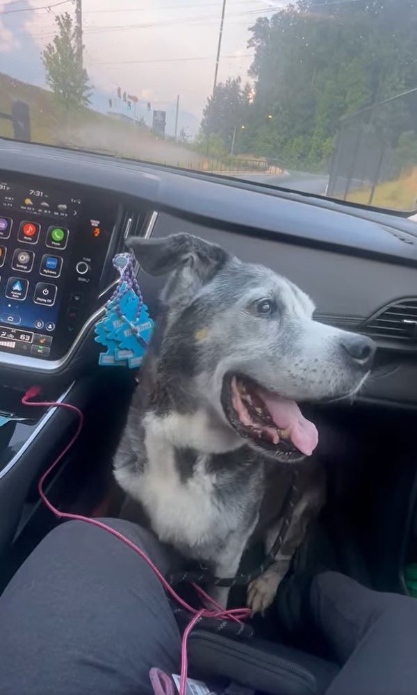 gray dog in car