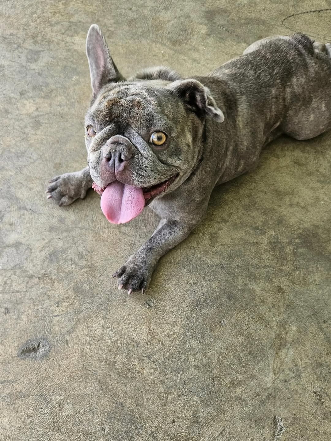 gray dog laying down