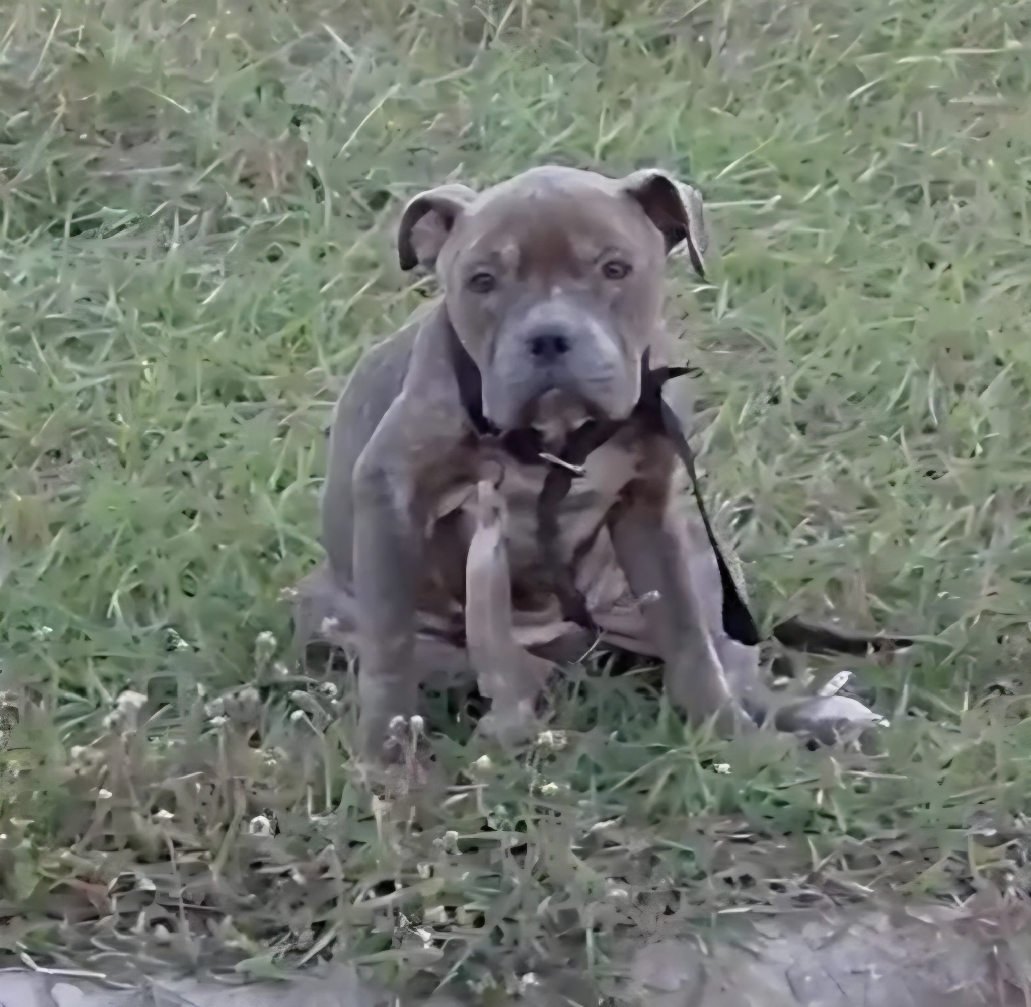 gray dog sitting on grass