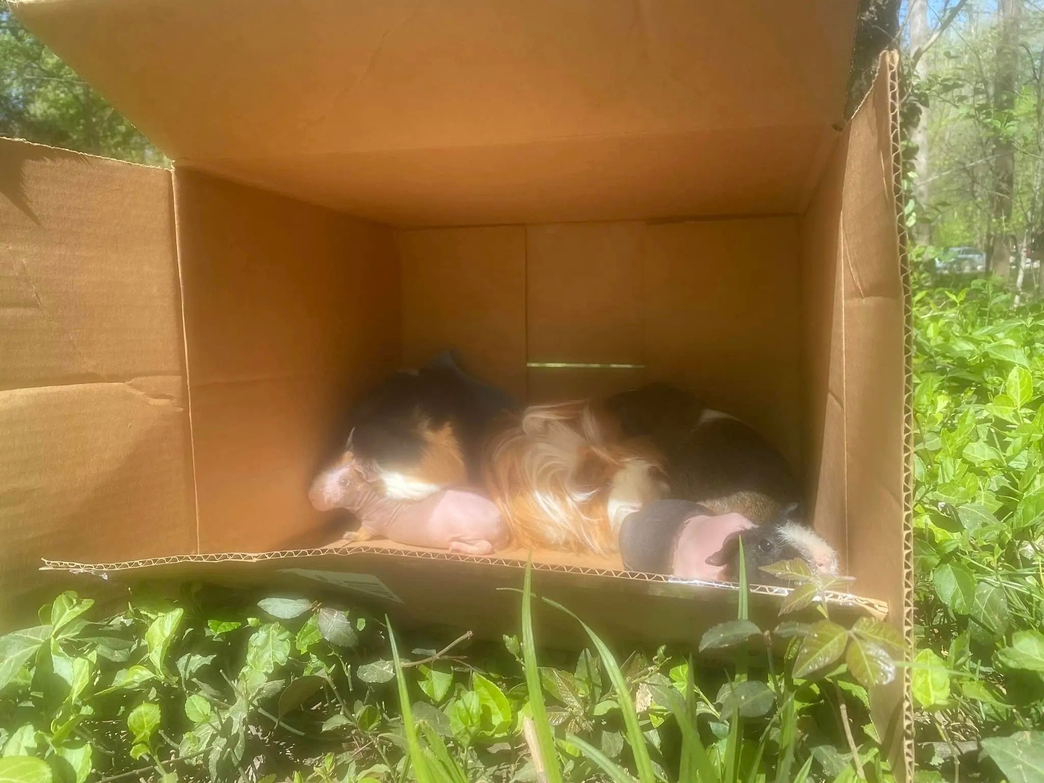 guinea pigs in crate