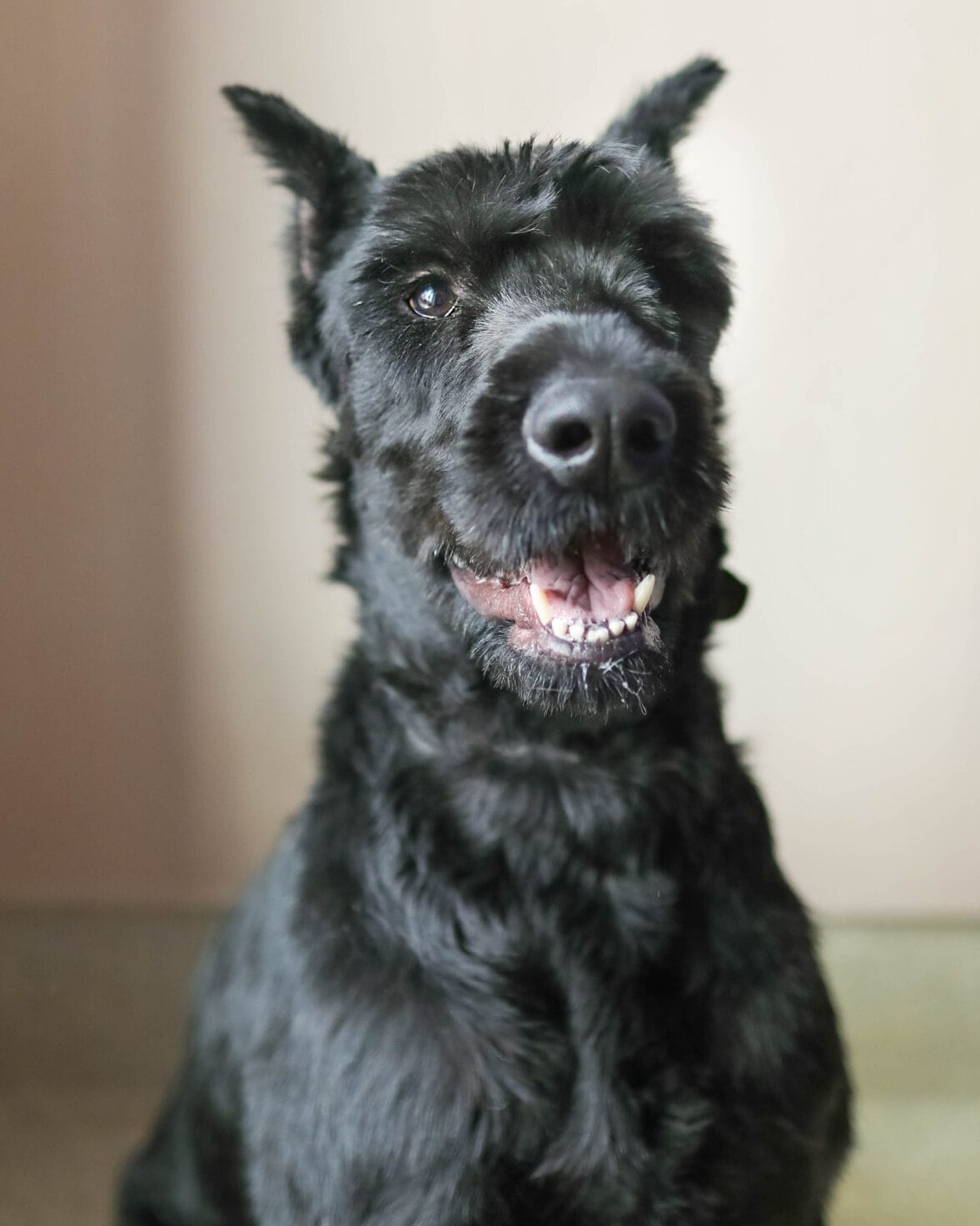 happy black dog