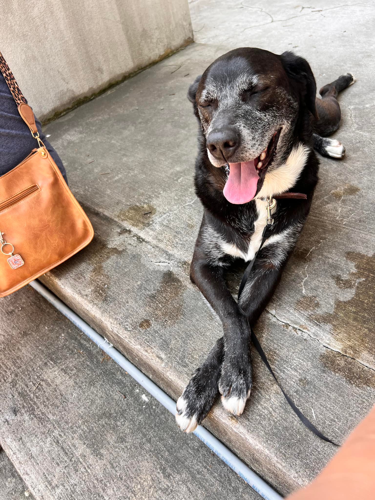 happy black dog laying down