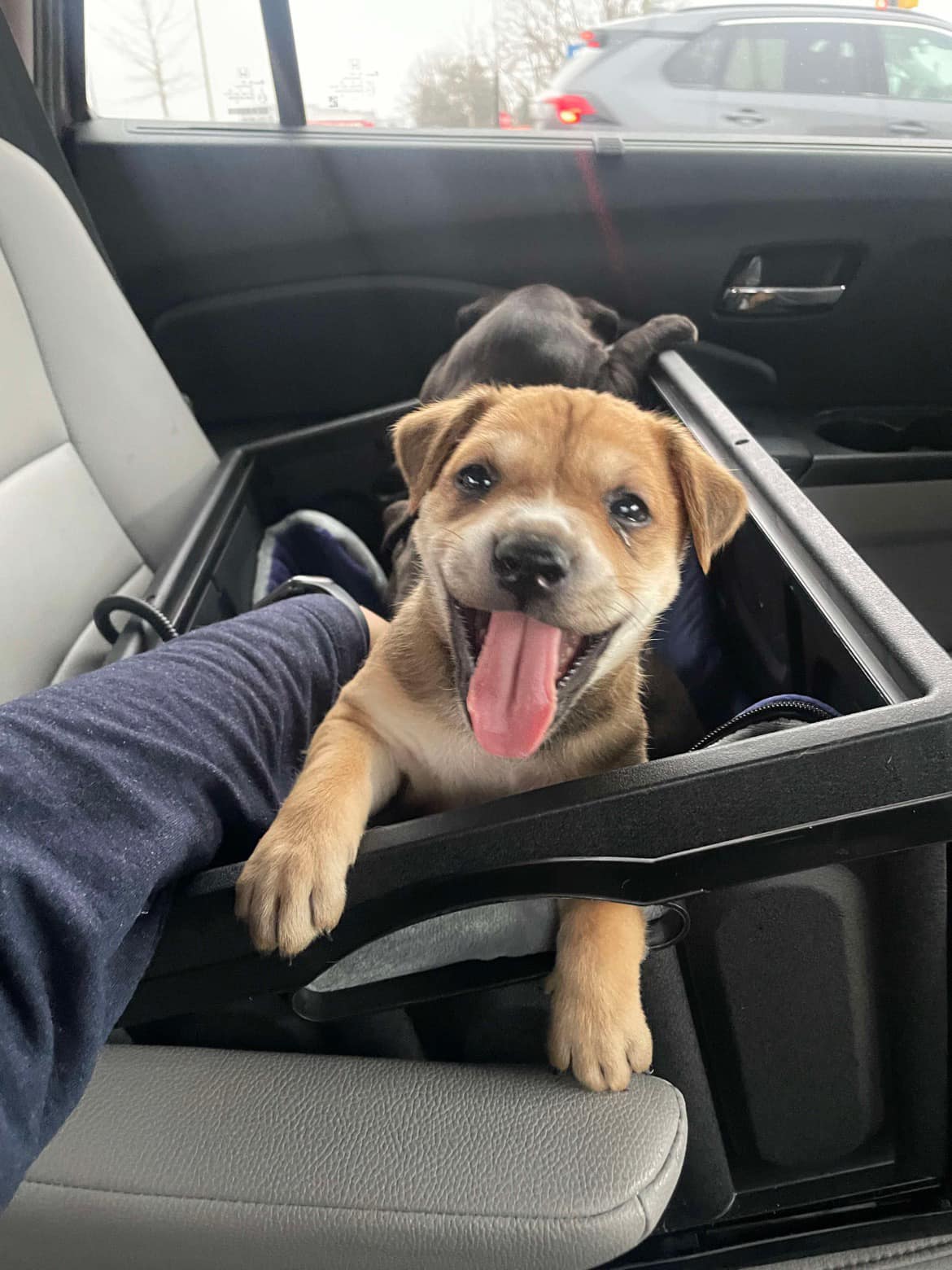 happy brown puppy in car