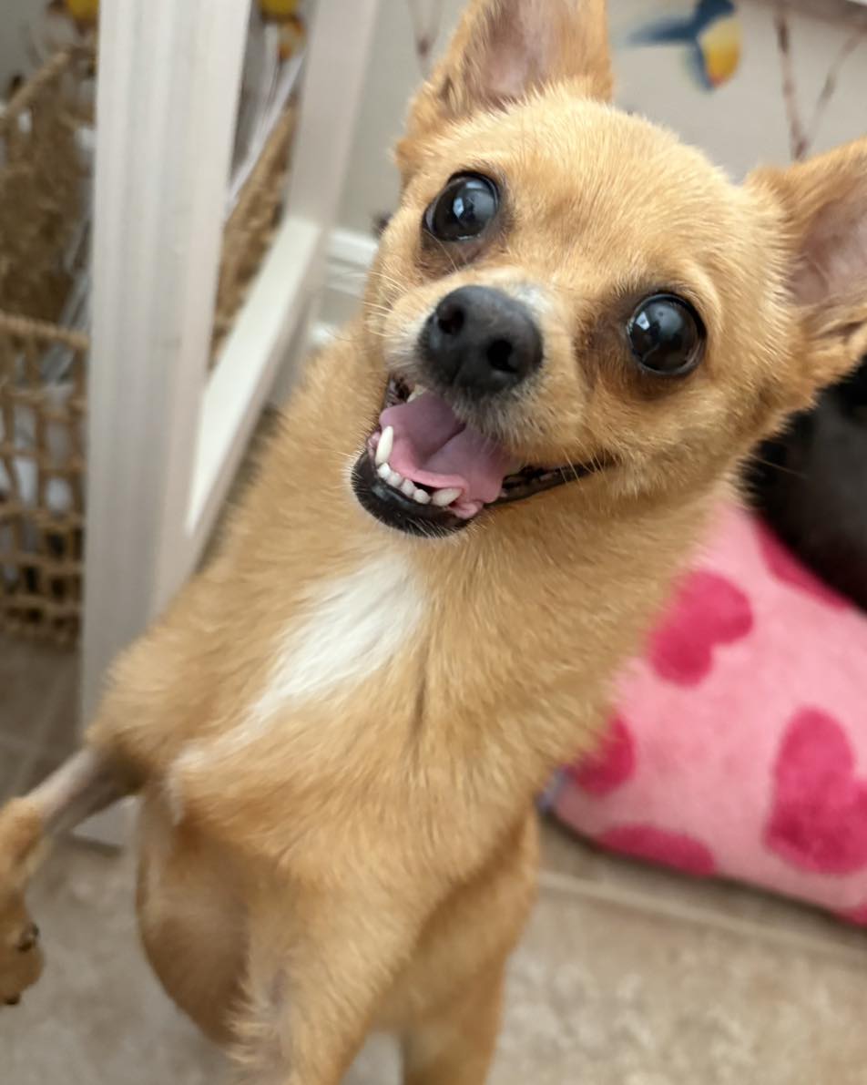 happy chihuahua