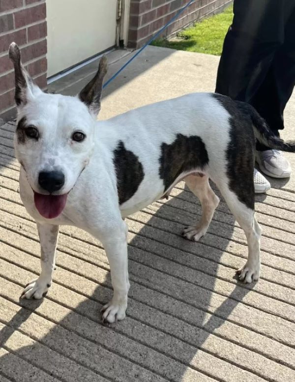 happy dog ​​on a leash