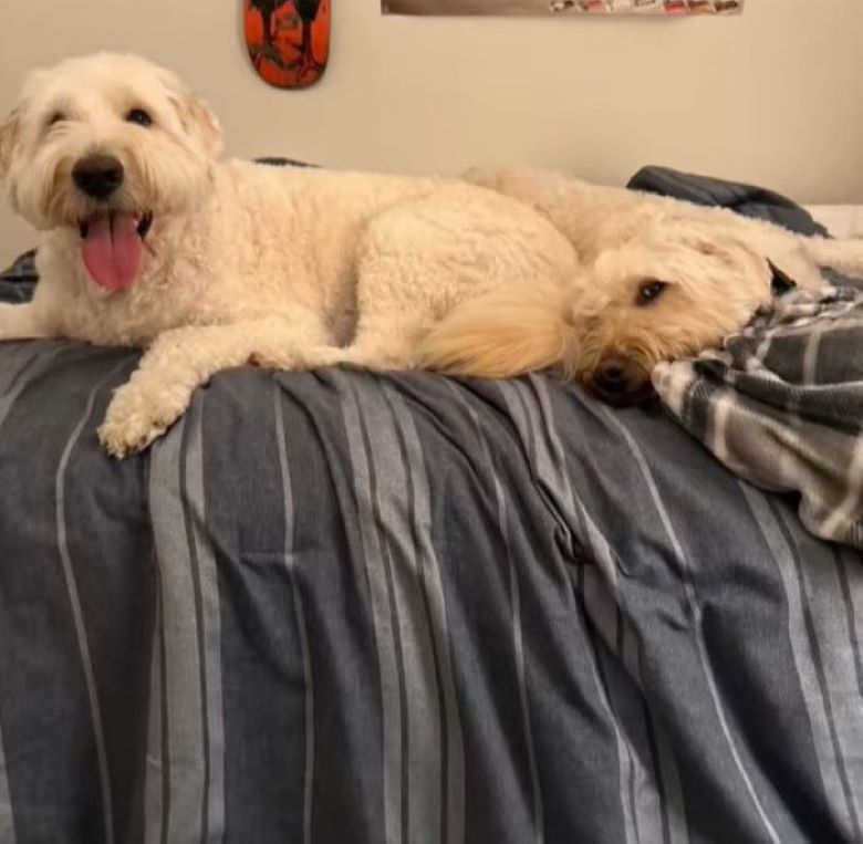 happy dog laying on bed