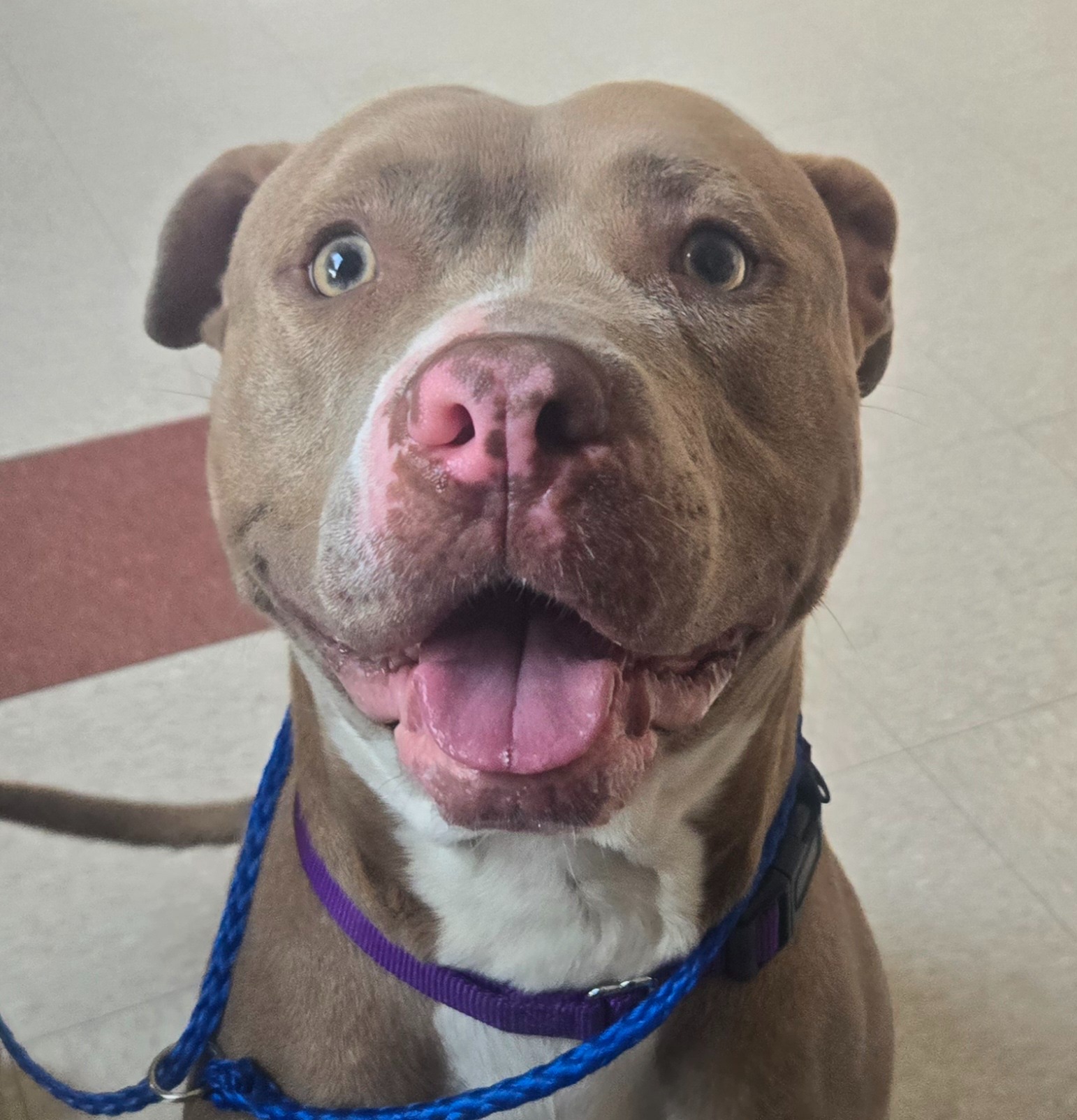 happy dog on picture