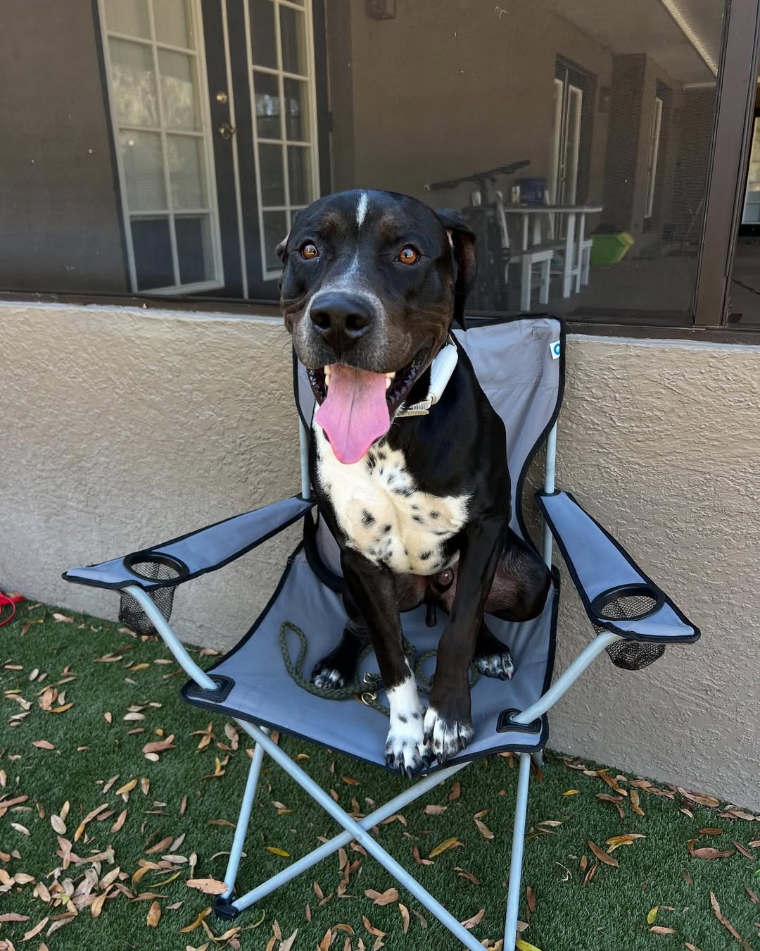 happy dog sitting on chair