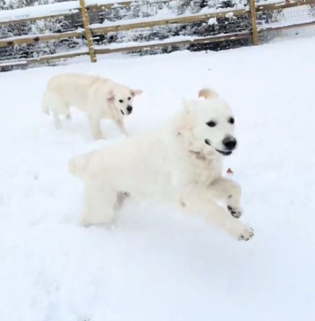 happy dogs in snow