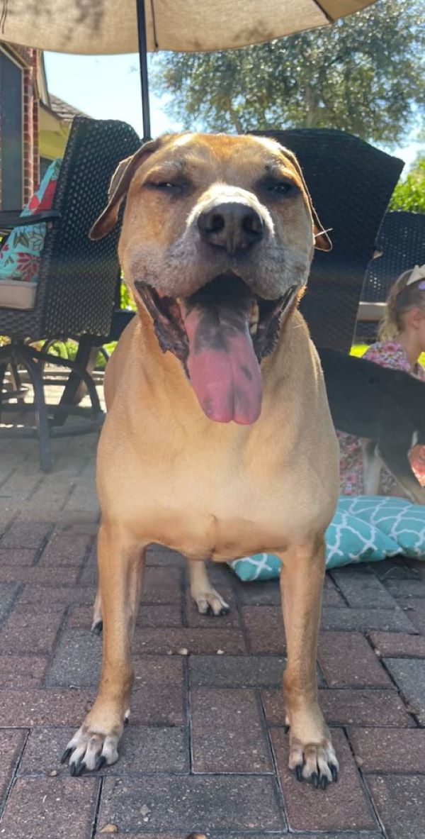 happy senior brown dog