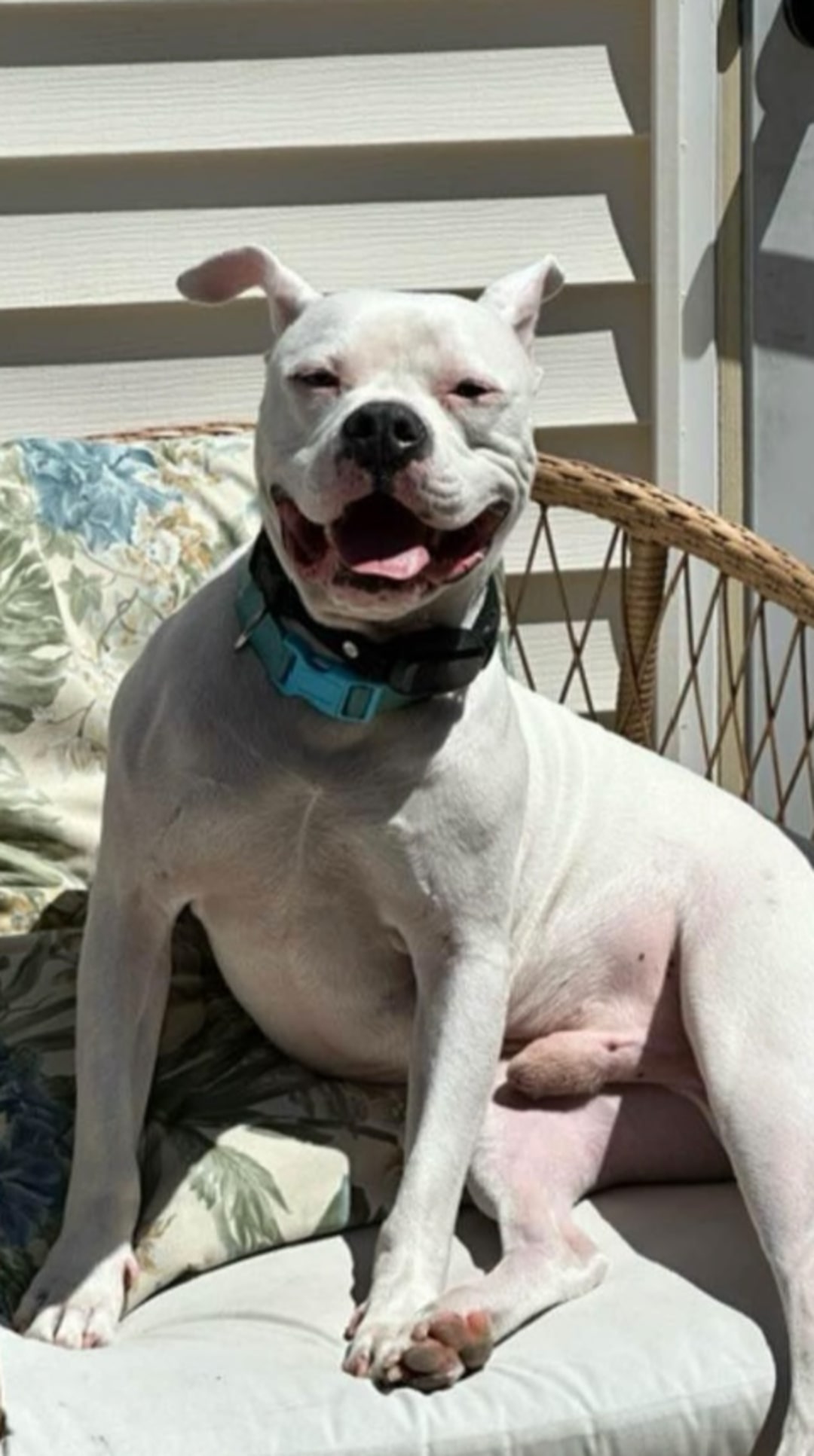 happy senior white dog