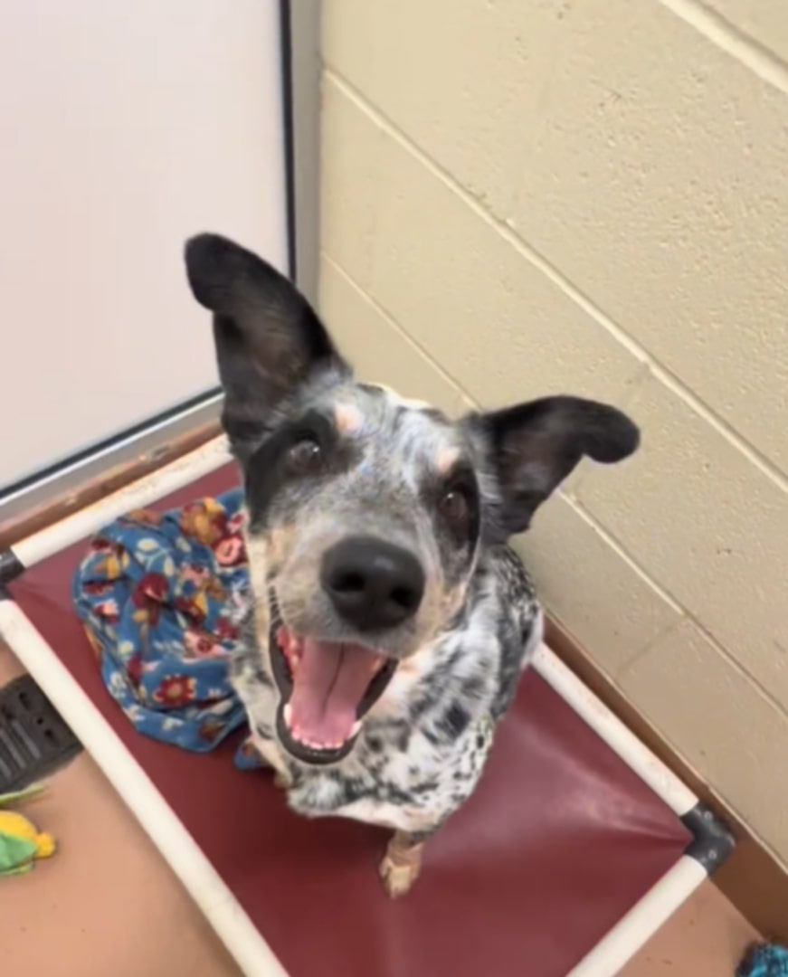 happy shelter dog