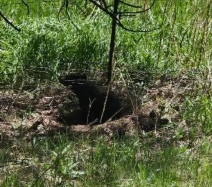 hole under the tree
