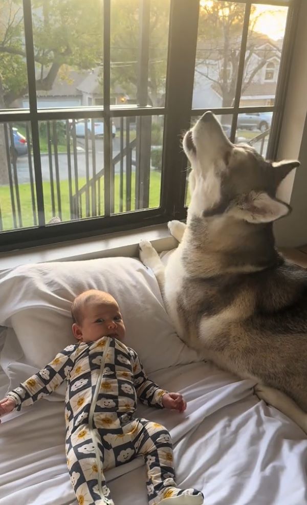 husky and baby