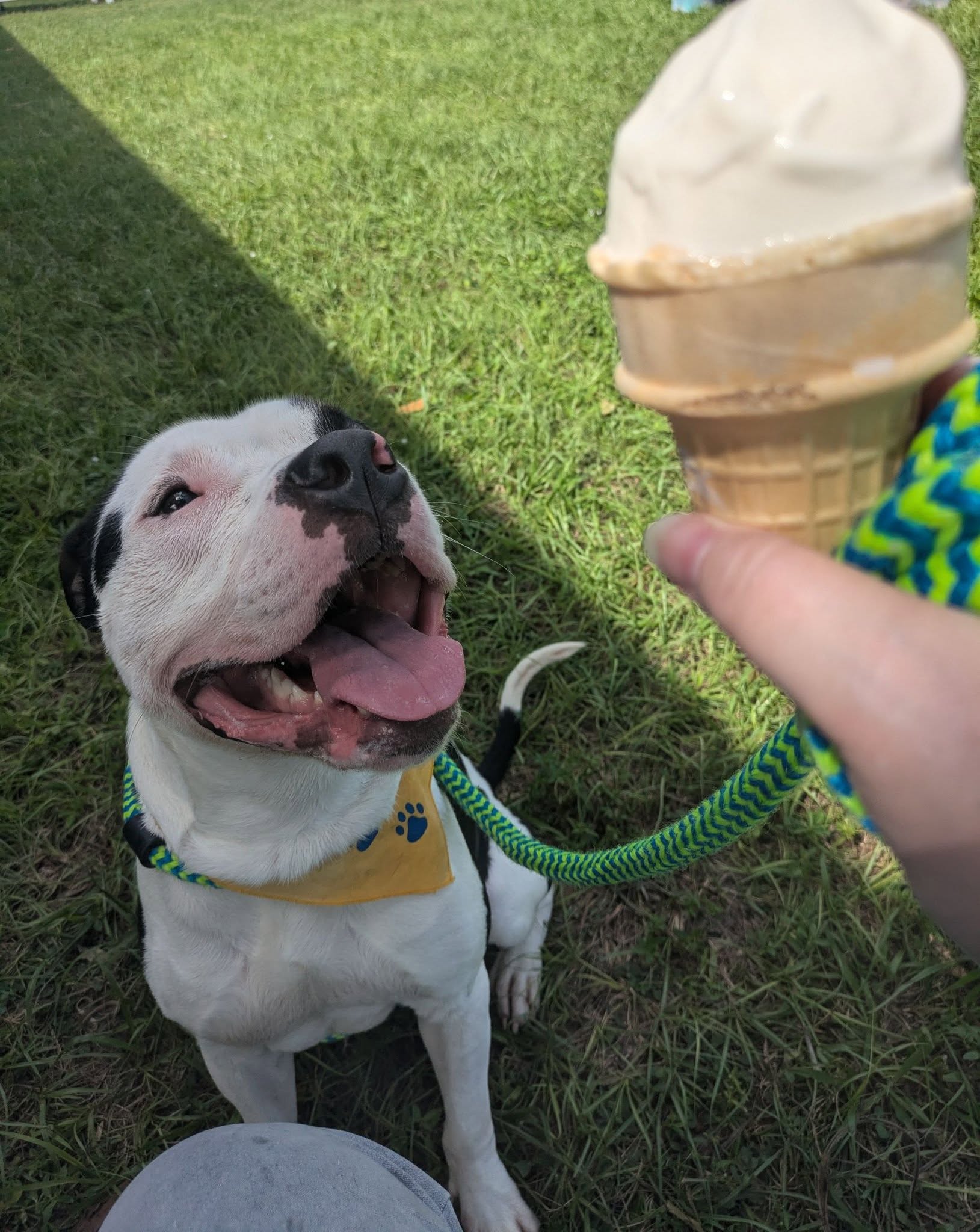ice cream and dog
