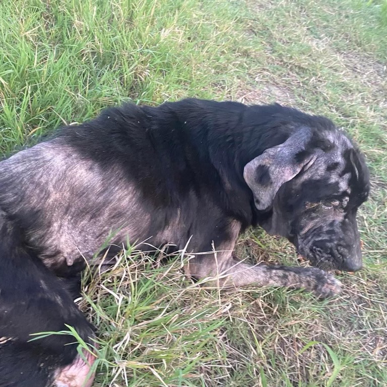 injured black dog