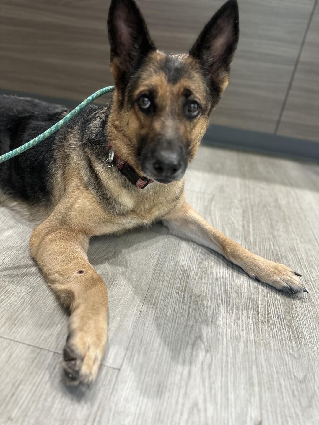 injured dog laying down