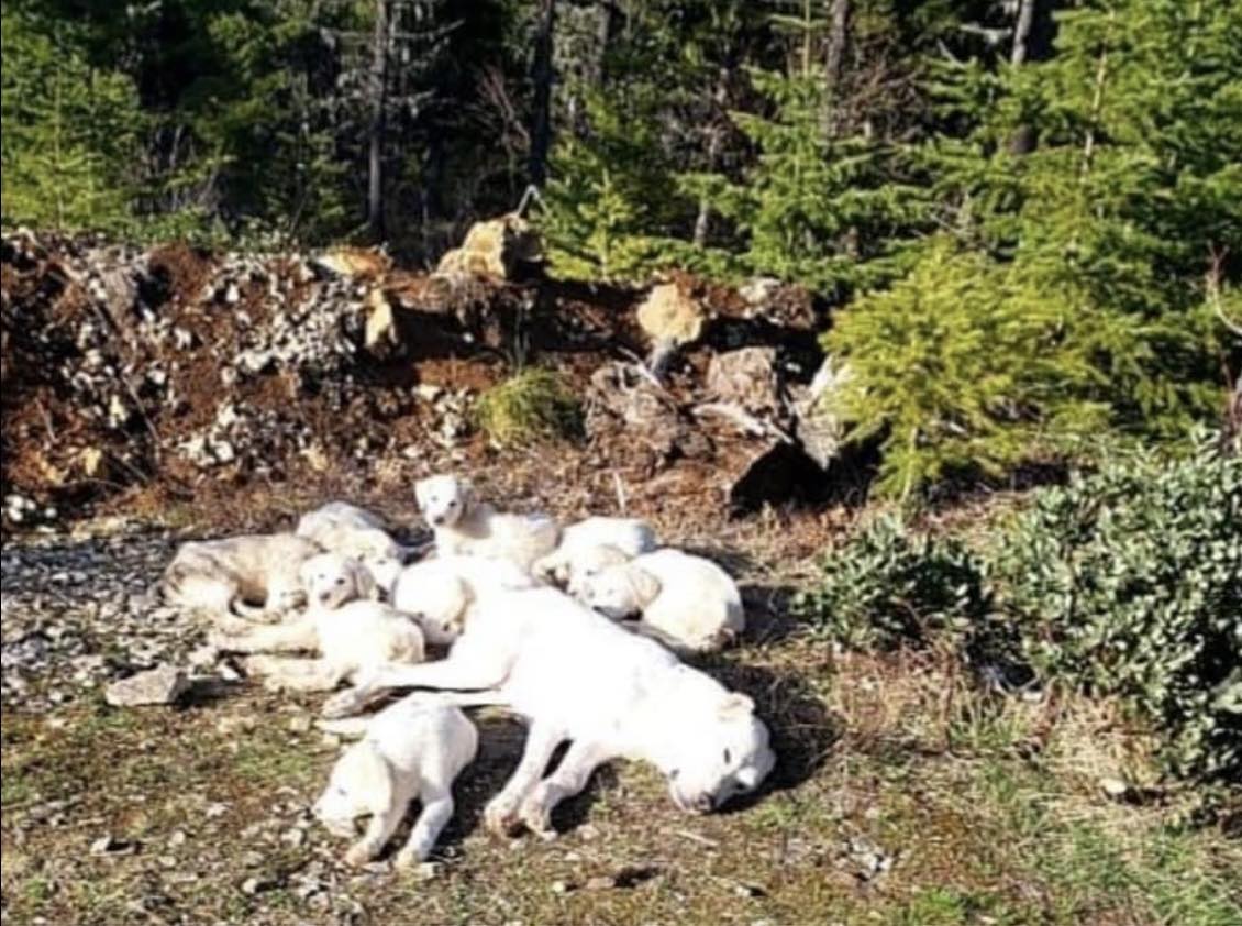 injured mother dog and puppies
