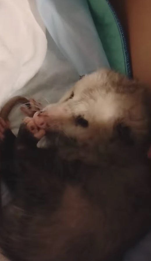 injured opossum