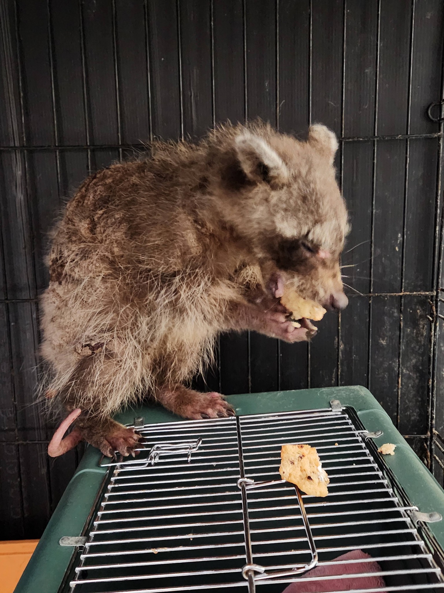 injured tiny raccoon