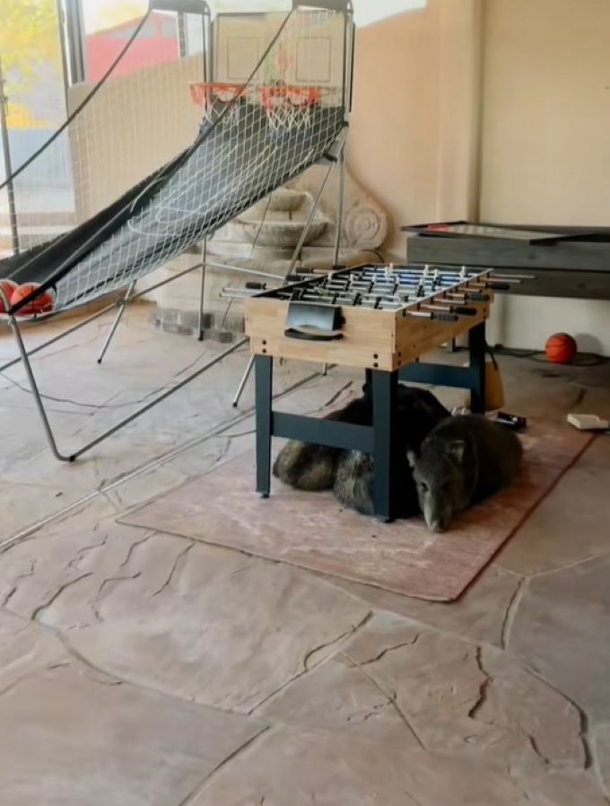 javelinas under table