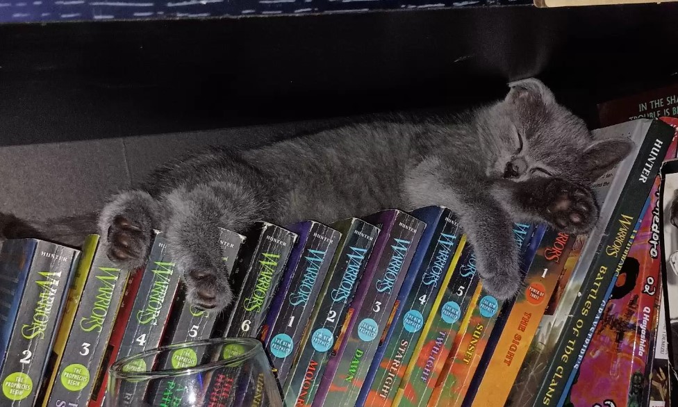 kitten sleeping on books