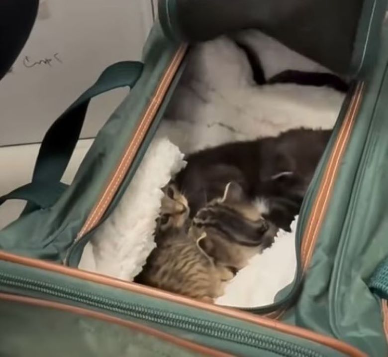 kittens in bag
