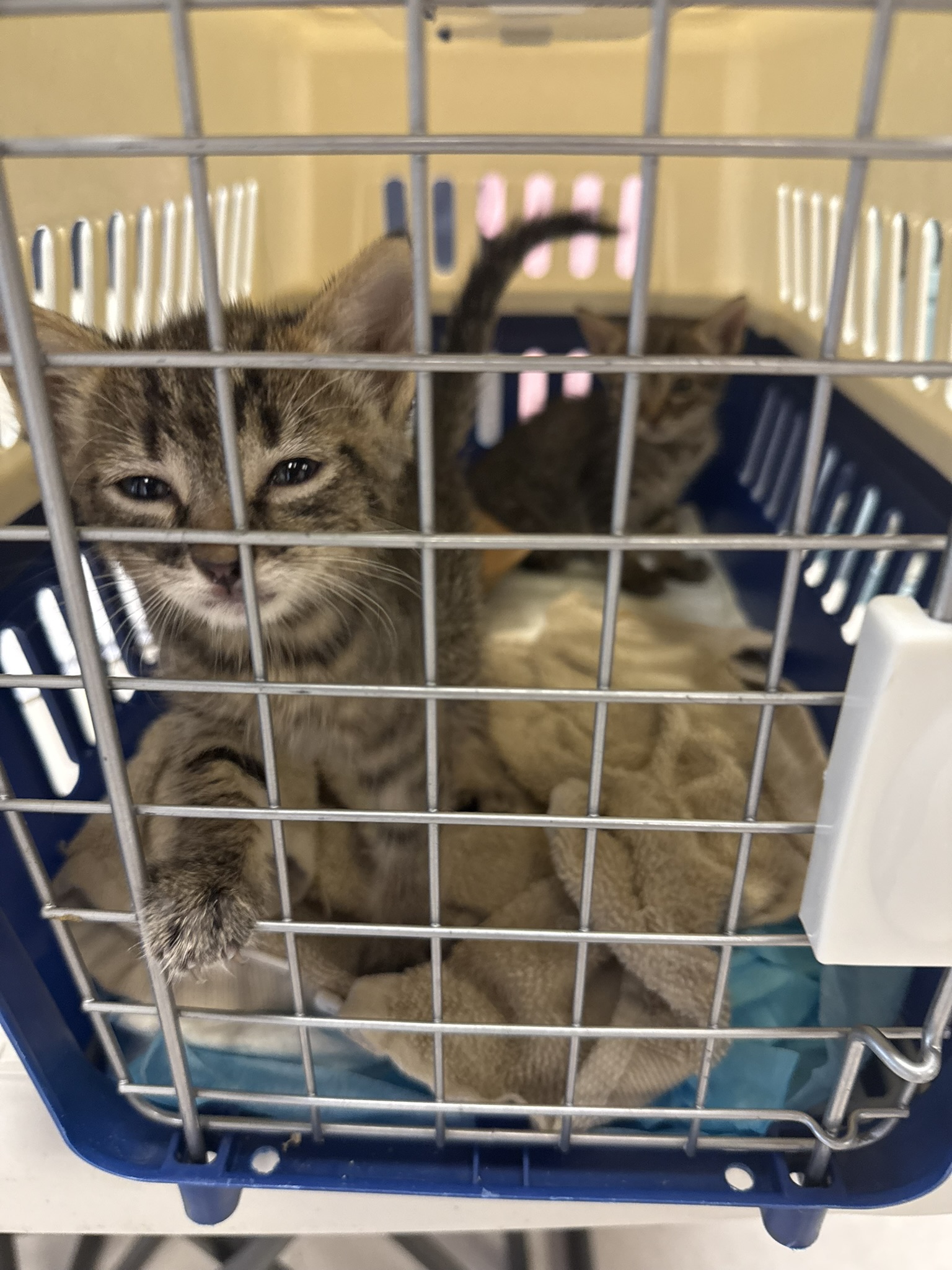 kittens in crate