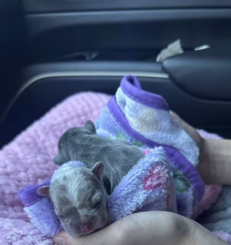 little puppies in car